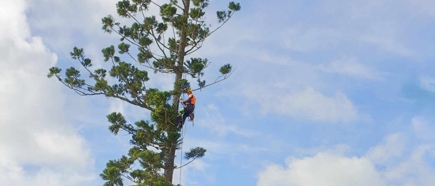 highly experienced arborists