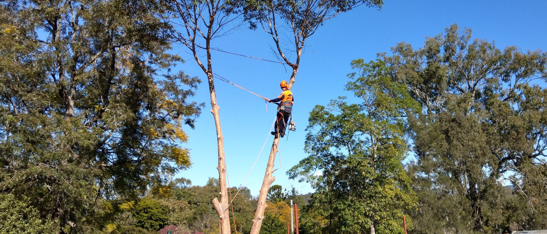 professional arborist Tree Removal